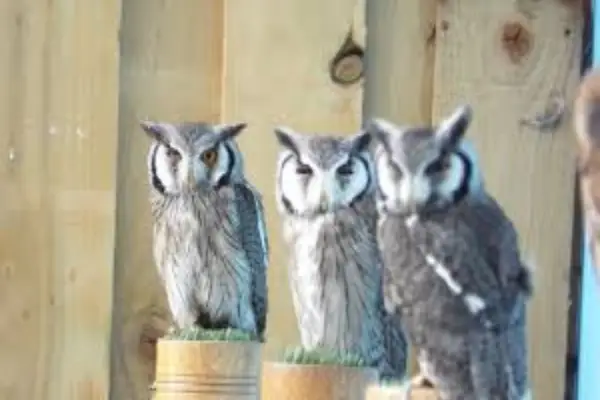 Jams Owls